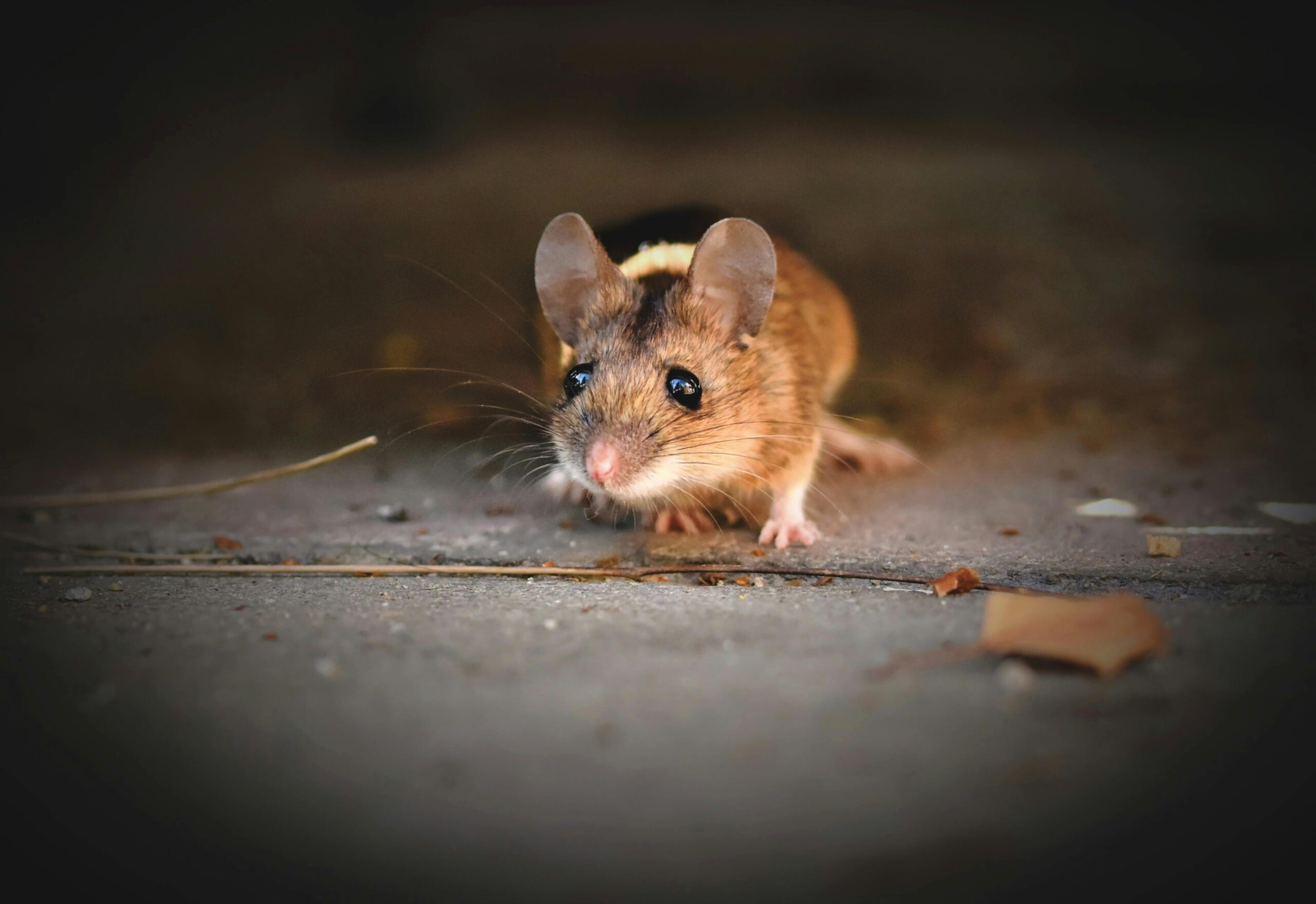 Pest Control Industry with Cutting-Edge Website Design Services