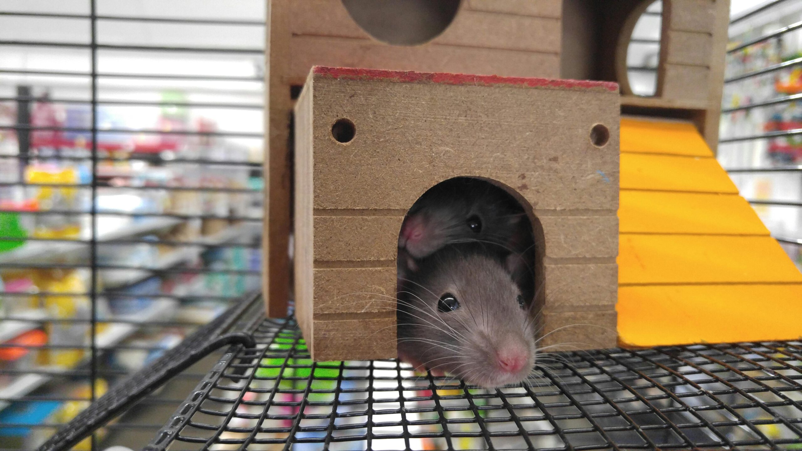 Your Trusted Partner for Pest Control in Nampa